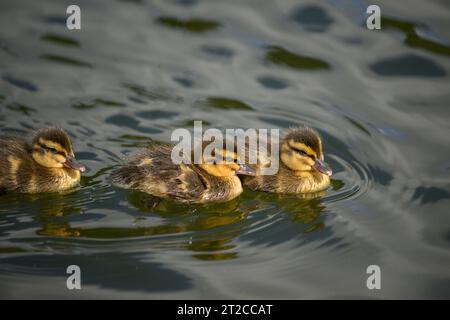 Tre anatre che nuotano nel lago. Foto Stock