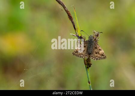 Dingy skipper Erynnis Tages, imago roosting on Plant STEM, Forest of Dean, Gloucestershire, UK, giugno Foto Stock