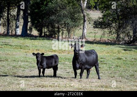 Splendida coppia di vitelli e mucche incrociate Angus in un pascolo che guarda la fotocamera in modo allertato alla luce del sole. Foto Stock