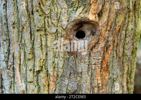 Eurasian nuthatch Sitta europaea, Nest hole, Arne, Dorset, Regno Unito, maggio Foto Stock