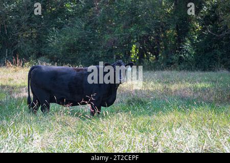 Mucca di covata Black Angus in un alto pascolo di festa a fine estate con spazio negativo. Foto Stock