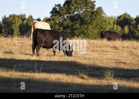 Mucche da cova commerciali che pascolano al sole del tardo pomeriggio in un pascolo colpito dalla siccità nell'Alabama centrale. Foto Stock