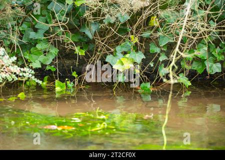 European Water vole Arvicola Amphibius, adult in waterside vegetation, Cheddar, Somerset, UK, novembre Foto Stock