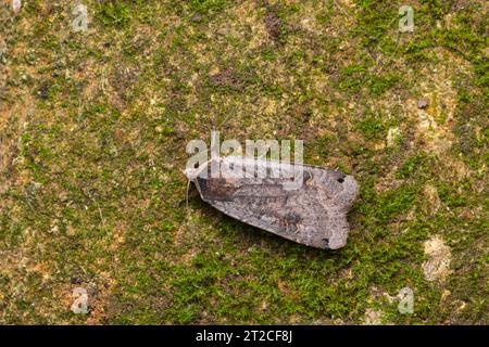 Grande sottoscocca giallo Noctua pronuba, imago Resting, Weston-Super-Mare, Somerset, Regno Unito, agosto Foto Stock