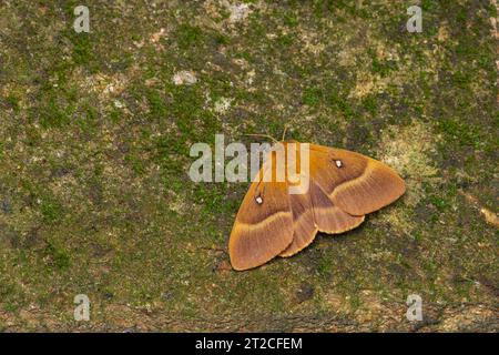 Oak eggar Lasiocampa quercus, imago female roosting, Weston-Super-Mare, Somerset, Regno Unito, settembre Foto Stock