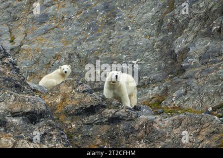Orso polare Ursus maritimus, femmina e cucciolo che si rilassano sulla faccia rocciosa, Retrettøya, Svalbard, settembre Foto Stock