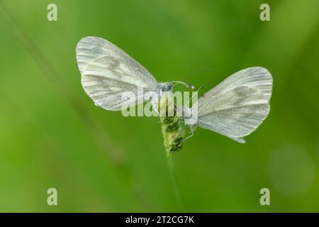 Leptidea sinapis bianca di legno, imago maschile mostra alla donna, Forest of Dean, Gloucestershire, Regno Unito, giugno Foto Stock