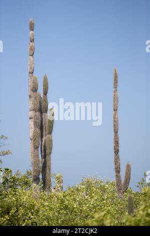 Jasminocereus cacti vicino alla Darwin Research Station Santa Cruz Island, Galapagos Ecuador Sud America Foto Stock