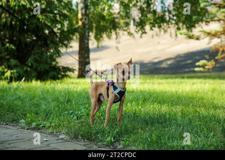 Grazioso Chihuahua con guinzaglio su erba verde all'aperto. Cane che cammina Foto Stock