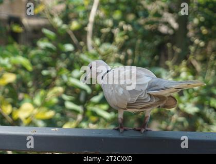 Una bella colomba a righe o colonbidi in piedi su una recinzione in un grande giardino botanico Foto Stock