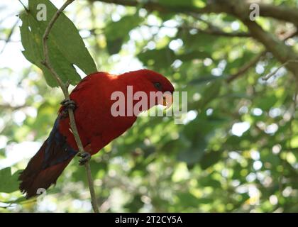 Il lory rosso o EOS bornea arroccato sul ramo dell'albero in un grande giardino botanico all'interno della cupola della voliera, una specie di pappagallo della famiglia Psittaculidae. Foto Stock