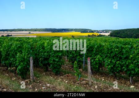 Vigneti di denominazione Pouilly-Fume, vinificazione di vino bianco secco ottenuto da uve sauvignon blanc, coltivate su diversi tipi di terreni, Francia Foto Stock