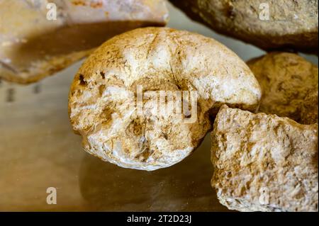 Tour enologico nelle cantine della denominazione Pouilly-fumi, esempi di terreni di vigneti della denominazione Pouilly-fumi, ciottoli di selce, argilla, caillottes limeston Foto Stock