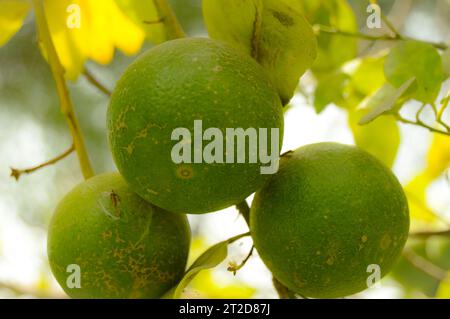 Frutto di pomelo verde appeso a Branch. Agrumi. Primo piano di lime con frutta. calamansi sano o calamondina primo piano. pani dodam. limett di agrumi Foto Stock