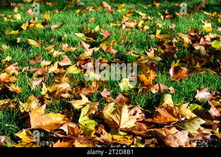 Segni di autunno, foglie d'acero asciutte su un prato verde rigoglioso evidenziato dalla luce del sole, come sfondo naturale Foto Stock