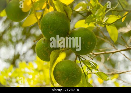 Frutto di pomelo verde appeso a Branch. Agrumi. Primo piano di lime con frutta. calamansi sano o calamondina primo piano. pani dodam. limett di agrumi Foto Stock