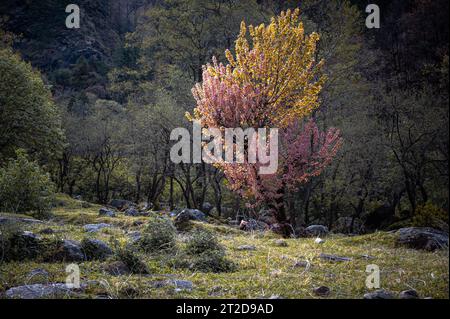 Viola e giallo. Vista panoramica autunnale sul trekking Dev Kyara, un prato forestale ad alta quota nel Parco Nazionale Govind Vallabh, Uttarakhand, India. Foto Stock