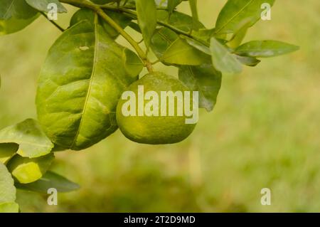 Frutto di pomelo verde appeso a Branch. Agrumi. Primo piano di lime con frutta. calamansi sano o calamondina primo piano. pani dodam. limett di agrumi Foto Stock