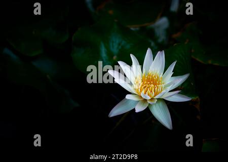 Il bellissimo loto bianco fiorisce al mattino su uno sfondo di foglie verdi. con spazio di copia Foto Stock