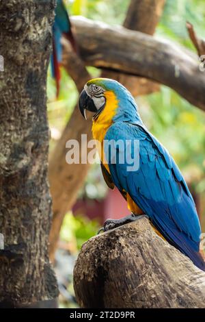 Un macaw blu-giallo appollaiato su un ramo. Può essere visualizzato da vicino Foto Stock