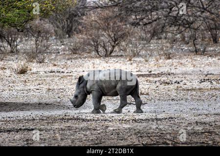 rinoceronte che cammina da solo nella savana, alberi di acacia sullo sfondo Foto Stock