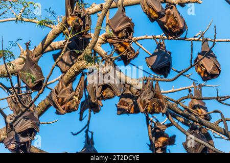 Una grande colonia di piccole volpi rosse australiane volanti o pipipistrelli di frutta, pteropus scapulatus, originaria delle aree settentrionali e orientali dell'Australia Foto Stock