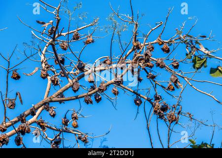 Una grande colonia di piccole volpi rosse australiane volanti o pipipistrelli di frutta, pteropus scapulatus, originaria delle aree settentrionali e orientali dell'Australia Foto Stock