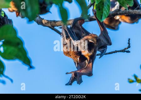 Una grande colonia di piccole volpi rosse australiane volanti o pipipistrelli di frutta, pteropus scapulatus, originaria delle aree settentrionali e orientali dell'Australia Foto Stock