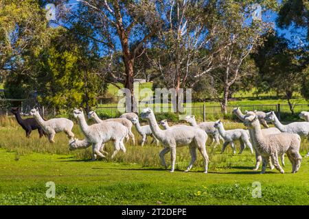 Gli Alpacas di Adelaide, Australia meridionale, sono incantevoli e accoglienti. Gli amanti degli animali raccolgono anche Alpaca come loro animale domestico. Foto Stock