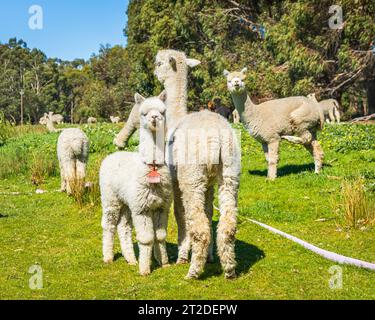 Gli Alpacas di Adelaide, Australia meridionale, sono incantevoli e accoglienti. Gli amanti degli animali raccolgono anche Alpaca come loro animale domestico. Foto Stock