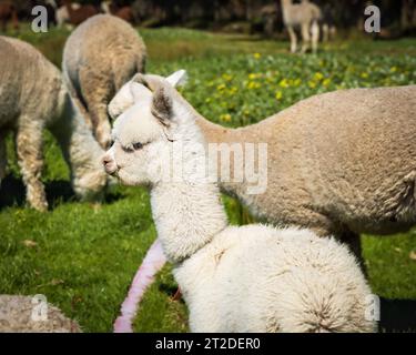 Gli Alpacas di Adelaide, Australia meridionale, sono incantevoli e accoglienti. Gli amanti degli animali raccolgono anche Alpaca come loro animale domestico. Foto Stock