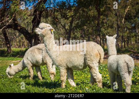 Gli Alpacas di Adelaide, Australia meridionale, sono incantevoli e accoglienti. Gli amanti degli animali raccolgono anche Alpaca come loro animale domestico. Foto Stock