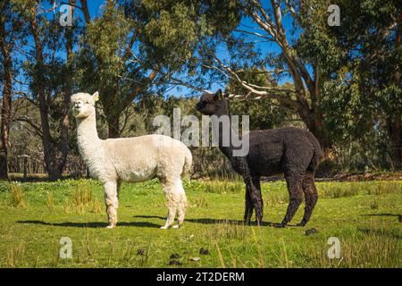 Gli Alpacas di Adelaide, Australia meridionale, sono incantevoli e accoglienti. Gli amanti degli animali raccolgono anche Alpaca come loro animale domestico. Foto Stock