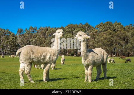 Gli Alpacas di Adelaide, Australia meridionale, sono incantevoli e accoglienti. Gli amanti degli animali raccolgono anche Alpaca come loro animale domestico. Foto Stock