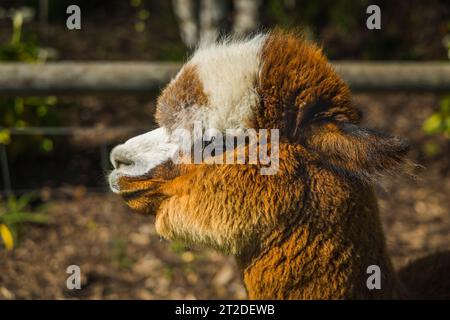 Gli Alpacas di Adelaide, Australia meridionale, sono incantevoli e accoglienti. Gli amanti degli animali raccolgono anche Alpaca come loro animale domestico. Foto Stock