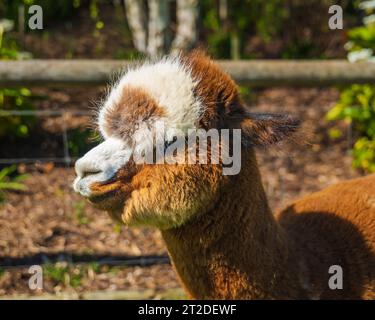 Gli Alpacas di Adelaide, Australia meridionale, sono incantevoli e accoglienti. Gli amanti degli animali raccolgono anche Alpaca come loro animale domestico. Foto Stock