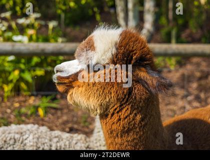 Gli Alpacas di Adelaide, Australia meridionale, sono incantevoli e accoglienti. Gli amanti degli animali raccolgono anche Alpaca come loro animale domestico. Foto Stock