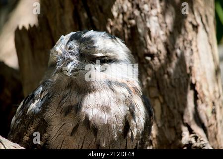 il frogmouth tawny lo usa colorare per nascondersi dai preditors poichè si mescola dentro con un albero Foto Stock