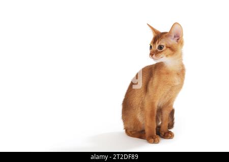 ginger purebred gattino si siede su uno sfondo bianco isolato Foto Stock