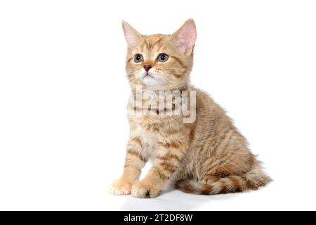 ginger purebred gattino si siede su uno sfondo bianco isolato Foto Stock