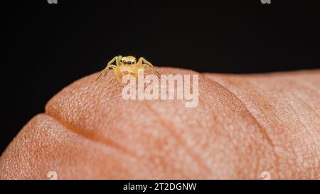 Piccolo ragno giallo che salta sul dito dell'uomo, foto macro di insetti, messa a fuoco selettiva. Foto Stock