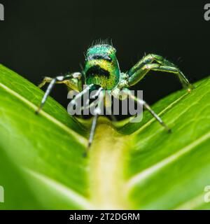 Un ragno che salta su foglia verde, messa a fuoco selettiva, foto macro. Foto Stock