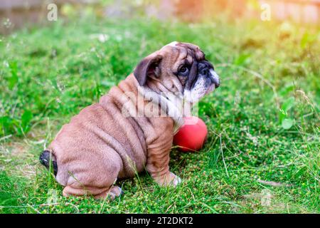 Cucciolo di Bulldog inglese rosso seduto sull'erba nel giardino posteriore con il giocattolo Foto Stock