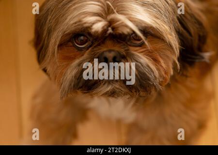 shih tzu cane a casa. Divertimento assicurato con gli animali domestici a casa Foto Stock