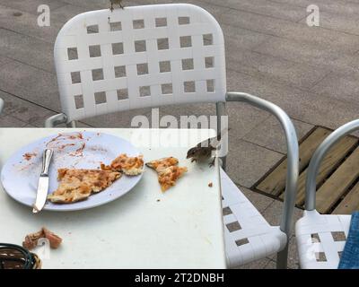 Un piccolo uccello, un passero mangia una deliziosa pizza da un tavolo bianco in un caffè all'aperto sulla strada. Foto Stock