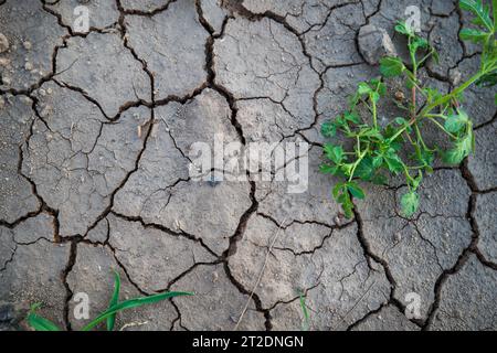 Terreno agricolo incrinato dalla siccità estiva con piante verdi che crescono fuori dal terreno. Primo piano, niente persone. Foto Stock