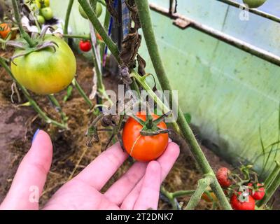 i pomodori crescono in un letto da giardino in una serra. pomodori rossi, verdi, frutta non matura. l'agricoltore coltiva colture domestiche. verdure fresche. ecocompatibile Foto Stock