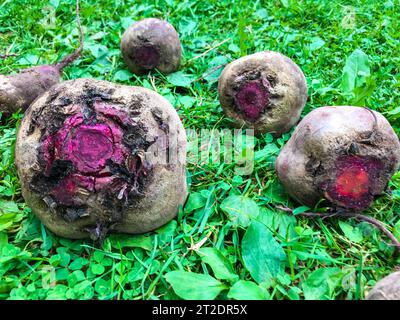 le barbabietole sono sdraiate sul prato. le barbabietole venivano tolte dal terreno, strappate dal giardino e posate a terra ad asciugare. raccolta in autunno. gard Foto Stock