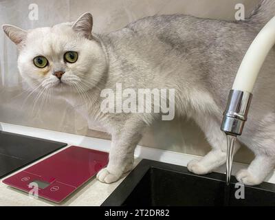 Un bellissimo gatto di cinchilla bianca soffice con grandi occhi e orecchie verdi accanto a un rubinetto con acqua corrente per bere. Foto Stock