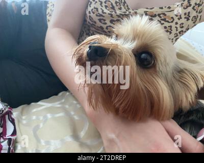 Una donna accarezza con la mano un piccolo e soffice cane Yorkshire Terrier, che giace sul letto. Foto Stock